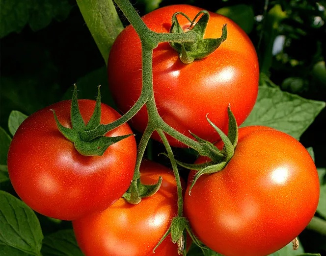 センタエナジー株式会社